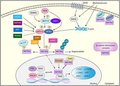 A Potential Role of YAP/TAZ in the Interplay Between Metastasis and Metabolic Alterations